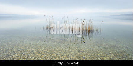 Misty Lake de roseaux, l'eau claire avec des cailloux, ciel nuageux, lac Geiseltalsee, Saxe-Anhalt, Allemagne Banque D'Images