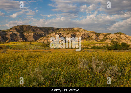 Fleurs jaunes et Badlands, parc national Theodore Roosevelt Unité Nord, Dakota du Nord Banque D'Images