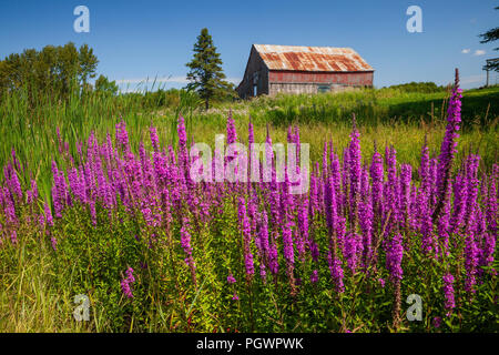 La salicaire et ancienne grange rouillé, pinède, Ontario, Canada Banque D'Images