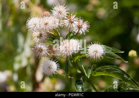 Céphalanthe occidental, aka céphalanthe occidental commun, bouton-willow, miel-bells (Cephalanthus occidentalis), en pleine floraison - California USA Banque D'Images