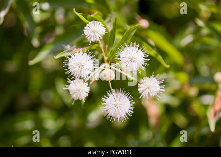 Céphalanthe occidental, aka céphalanthe occidental commun, bouton-willow, miel-bells (Cephalanthus occidentalis), en pleine floraison - California USA Banque D'Images