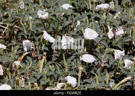 Trompette du diable fleur plante (Datura inoxia) - USA Banque D'Images