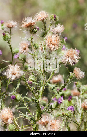 Chardon de coton, aka chardon écossais, chardon, chardon Wolly ailé, Jackass, chardon chardon héraldique (Onopordum acanthium), plante - California USA Banque D'Images