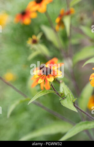 Rudbeckia Triloba 'Prairie' fleurs. Prairie Glow Brown-Eyed Susan. Coneflower Banque D'Images