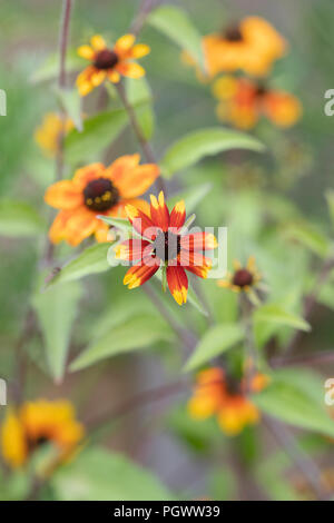 Rudbeckia Triloba 'Prairie' fleurs. Prairie Glow Brown-Eyed Susan. Coneflower Banque D'Images