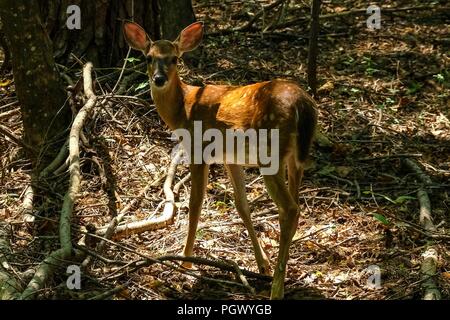 Plus d'un fauve tachetée les bois à la recherche de retour à la fin de l'été à l'usine de Yates County Park à Raleigh en Caroline du Nord Banque D'Images