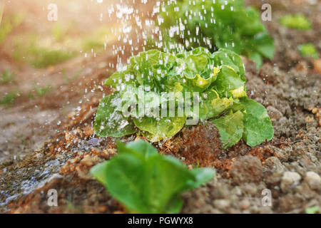 Feuilles de laitue verte arrosé par des gouttes de pluie dans la soirée, la lumière du soleil Banque D'Images