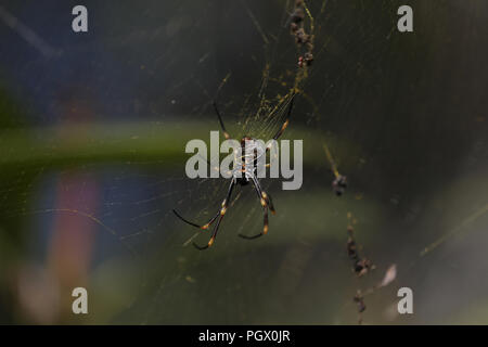 Spider noir et or au milieu de son site web Banque D'Images