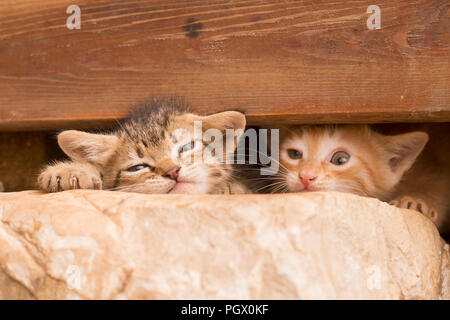 Deux chatons en se cachant sous une planche en bois Banque D'Images