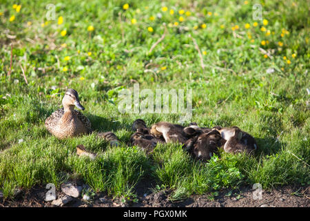 Canard aux nombreux canetons sur la rive de l'étang vert Banque D'Images