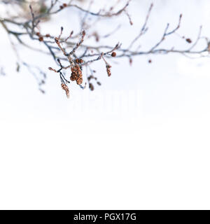 Les branches d'arbres de bouleau en hiver, close-up square photo sur fond blanc Banque D'Images