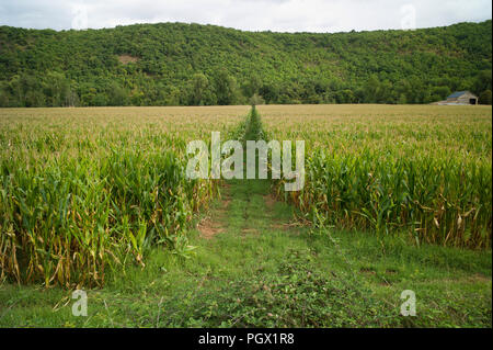 Voie d'irrigation entre les rangs de maïs poussant près du hameau de St Gregoire, partie de la commune de Varen, Tarn et Garonne, Occitanie, France, Europe Banque D'Images