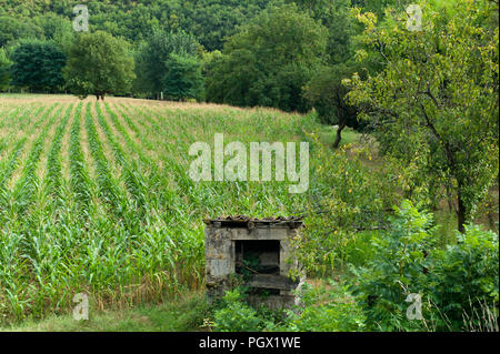 Lignes de maïs poussant près du hameau de St Gregoire, partie de la commune de Varen, Tarn et Garonne, Occitanie, France, Europe Banque D'Images