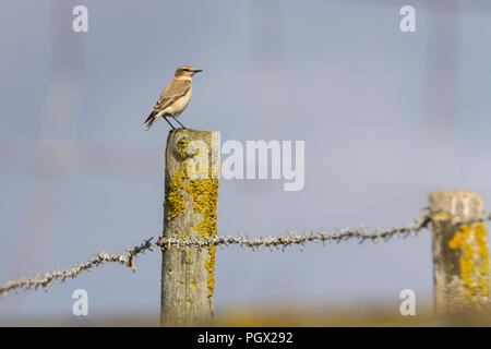 Traquet motteux (Oenanthe oenanthe) perché sur poteau de clôture en bois à Seaford UK. Un été avec les migrants sur bande pâle femelle oeil plumage. Banque D'Images