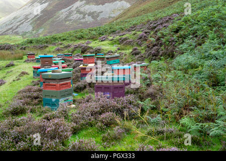 Des ruches le long des Mennock Pass, dans les collines Lowther, Dumfries et Galloway, Écosse Banque D'Images