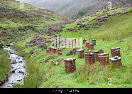 Des ruches le long des Mennock Pass, dans les collines Lowther, Dumfries et Galloway, Écosse Banque D'Images