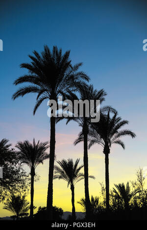 Silhouettes de palmiers contre le ciel lors de soleil africain. Carte d'été exotiques colorées. Travel, vacations concept. Banque D'Images