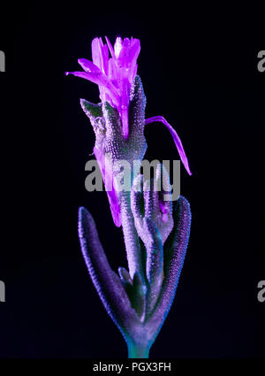 Une fabrique de pourpre fleur brille sous la lumière ultraviolette Banque D'Images