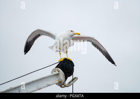 Coin Mouette en mer Blanche, la Russie. Banque D'Images