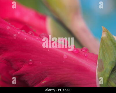 Une goutte d'eau sur le pétale rouge d'une fleur. Après la pluie. Macro photo. Banque D'Images