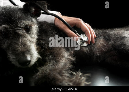 L'examen vétérinaire un chien avec un stéthoscope pour écouter son cœur et poumons pour murmure possible. Banque D'Images