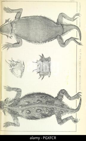 Libre à partir de la page 213 du "Rapport d'une expédition vers le bas les Zuni et le fleuve Colorado par le capitaine L. Sitgreaves ... Les illustrations. (Rapport sur ... Histoire naturelle ... par S. W. Woodhouse. Zoologie des mammifères et des oiseaux par S. W. Woodhou0005. Banque D'Images