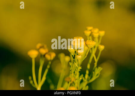 Fleurs jaunes de tanaisie commune Tanacetum vulgare, Banque D'Images