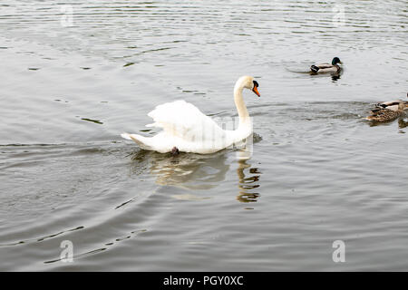 Canards chase white swan Banque D'Images