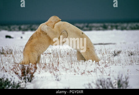 L'ours polaire (Ursus maritimus) - Lutte - Canada Ours blanc - Ours polaire Banque D'Images