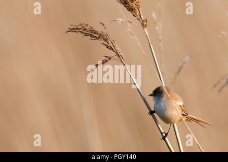 Bearded Reedling Panurus biarmicus () - femmes - France une panure moustaches Banque D'Images