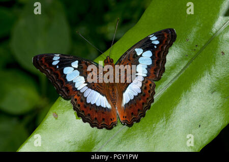 Commander (Moduza procris) - Thaïlande Banque D'Images