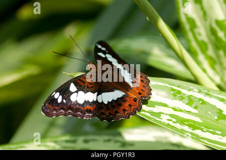 Commander (Moduza procris) - Thaïlande Banque D'Images