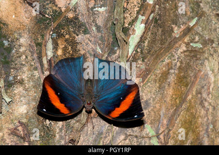 Malayan Oakleaf (Kallima) limborgii - Thaïlande - Malaisie Banque D'Images