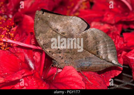 Malayan Oakleaf (Kallima) limborgii - Thaïlande - Malaisie Banque D'Images