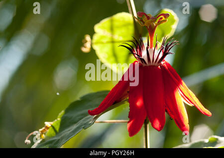 La passiflore parfumé de feuilles de vigne - La passion des fleurs - La passion à feuilles de raisin (Passiflora vitifolia) Passiflore à feuilles de vigne ou passiflore roug Banque D'Images