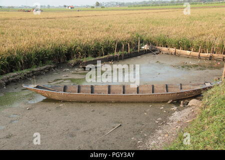 Bateau abandonné dans le champ de riz Banque D'Images