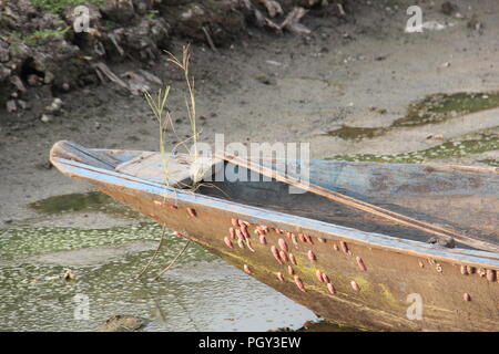 Bateau abandonné dans le champ de riz Banque D'Images