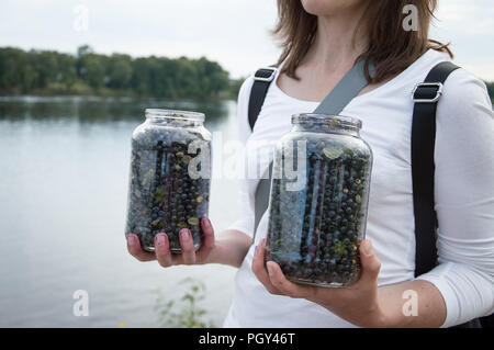 Cueillette des fruits. Les bleuets dans des bocaux en verre tenu en mains par femme qu'elle a pris elle-même, ses ongles colorés par jus de baies Banque D'Images