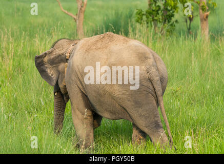 Éléphant asiatique mange de l'herbe ou d'alimentation à l'état sauvage. Photo nature en Asie Banque D'Images