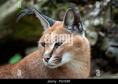 Les chats du désert Portrait Caracal (Caracal caracal), ou lynx d'Afrique avec de longues oreilles touffetée Banque D'Images