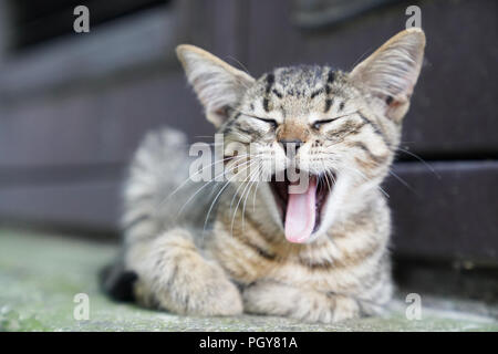 Curieux mignon petit chaton tabby smiling, le bâillement Banque D'Images