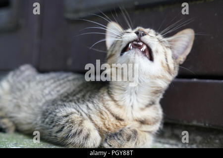 Curieux mignon petit chaton tabby smiling, le bâillement Banque D'Images