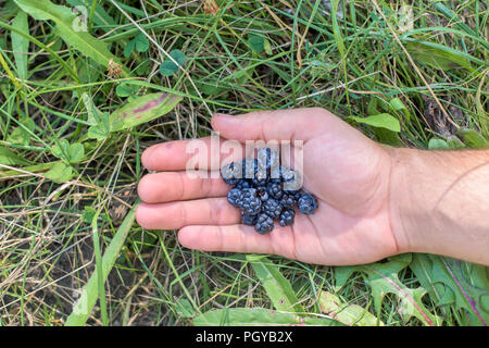 Une poignée de mûres dans la main d'un homme couché dans l'herbe. Banque D'Images