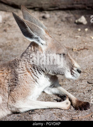 Close-up of Western grey kangaroo (Macropus fuliginosus) se trouvant dans la terre Banque D'Images
