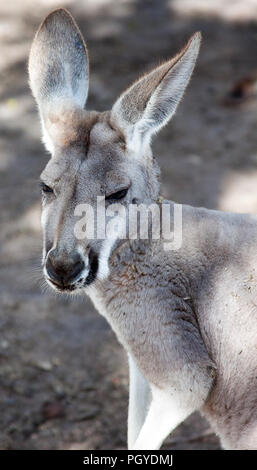 Close-up of western grey kangaroo (Macropus fuliginosus) Banque D'Images