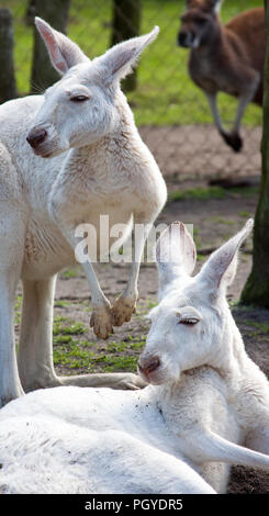Deux kangourous gris de l'ouest blanc (Macropus fuliginosus) au Wildlife park Banque D'Images