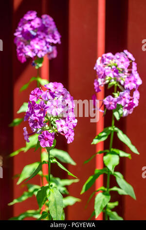 Fleurs violettes sauvages de phlox Phlox paniculata ( ) se développe dans le contexte de surface rouge. Fond naturel. Focus sélectif. La verticale. À l'extérieur Banque D'Images