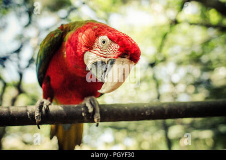 Maurice Red Parrot Banque D'Images