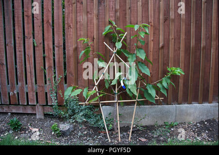 Un dessert Black cherry tree l'espalier formés de ventilateur Banque D'Images