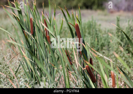 Quenouilles commun plante reed, alias reedmace, timide, (Typha latifolia) - California USA Banque D'Images